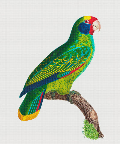 Red and Blue Amazon Parrot Bird by Francois Levaillant Counted Cross Stitch Pattern