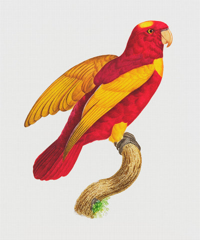 Red and Gold Lori Lorikeet Bird by Francois Levaillant Counted Cross Stitch Pattern