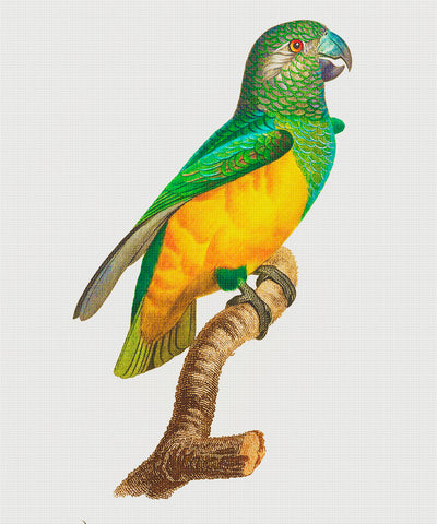 Senegal Parrot Bird by Francois Levaillant Counted Cross Stitch Pattern