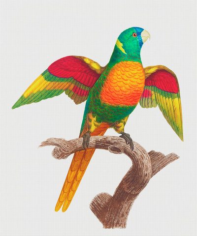 Blue Headed Parrot Bird by Francois Levaillant Counted Cross Stitch Pattern