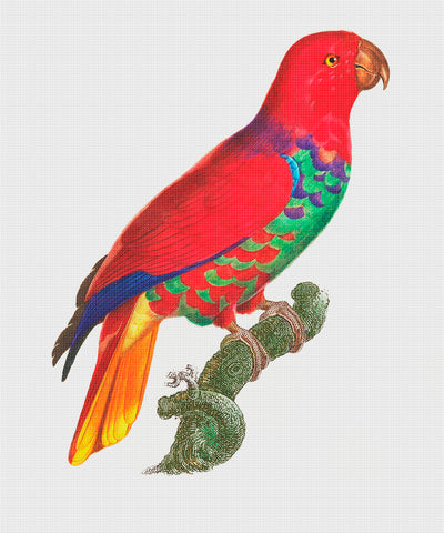 Green Breasted Eclectus Parrot Bird by Francois Levaillant Counted Cross Stitch Pattern