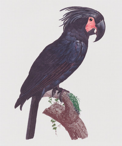 The Great Black Cockatoo Bird by Francois Levaillant Counted Cross Stitch Pattern