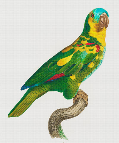 Turquoise Fronted Spotted Amazon Parrot Bird by Francois Levaillant Counted Cross Stitch Pattern