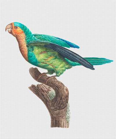 Gold Breasted Parakeet Bird by Francois Levaillant Counted Cross Stitch Pattern