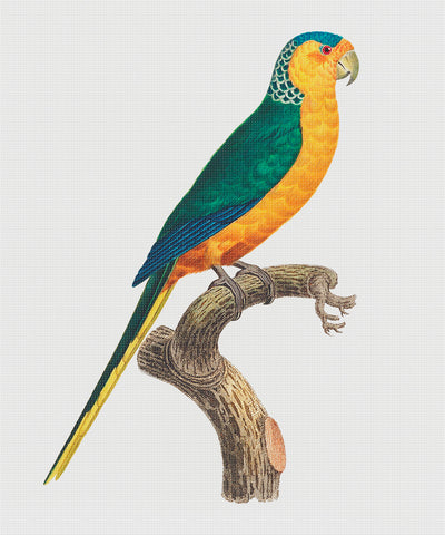 Yellow Fronted Parakeet Bird by Francois Levaillant Counted Cross Stitch Pattern