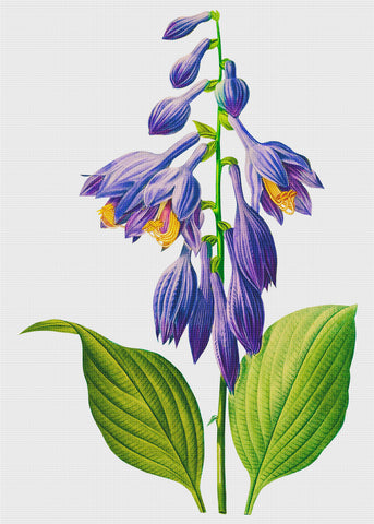 Violet Day Lily Flower Inspired by Pierre-Joseph Redoute Counted Cross Stitch Pattern