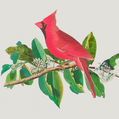 Male Cardinal Bird Illustration by John James Audubon Counted Cross Stitch Pattern