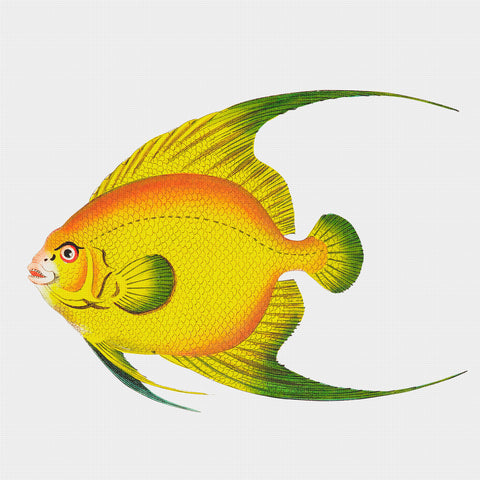 Golden Chaetodon Tropical Fish from The Naturalist's Miscellany Counted Cross Stitch Pattern