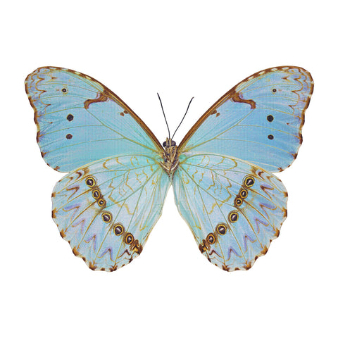 Colorful Light Blue and Brown Butterfly Counted Cross Stitch Pattern