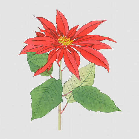 Tanigami Konan Asian Poinsettia Flowers DETAIL Counted Cross Stitch Pattern