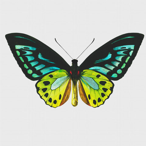 Colorful Teal, Lime, Green and Black Butterfly Counted Cross Stitch Pattern