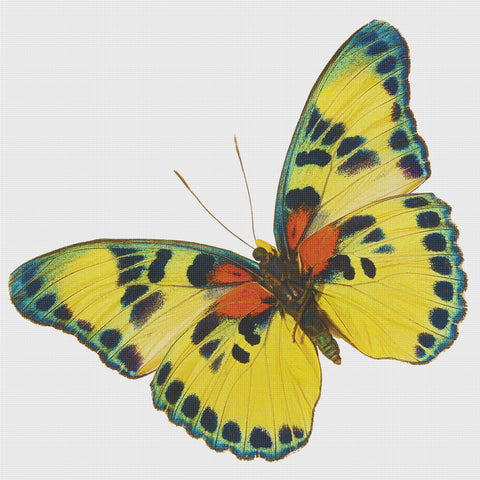 Colorful Turquoise, Gold and Black Butterfly Counted Cross Stitch Pattern