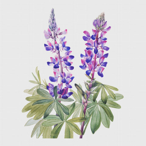 Lupine Flowers Inspired by Mary Vaux Walcott Counted Cross Stitch Pattern