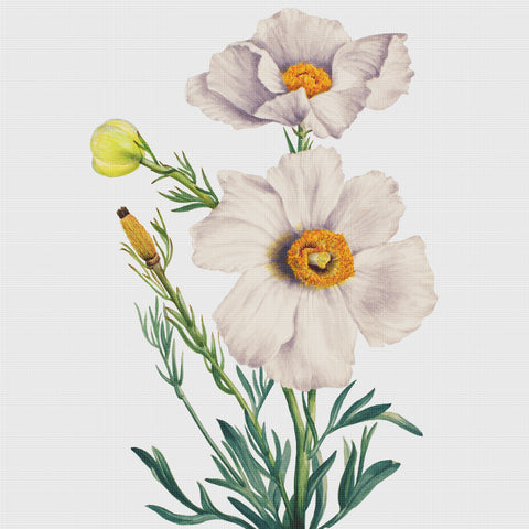 Matilija Poppy Flowers Inspired by Mary Vaux Walcott Counted Cross Stitch Pattern