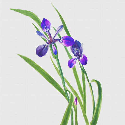 Wild Purple Iris Flowers Inspired by Mary Vaux Walcott Counted Cross Stitch Pattern
