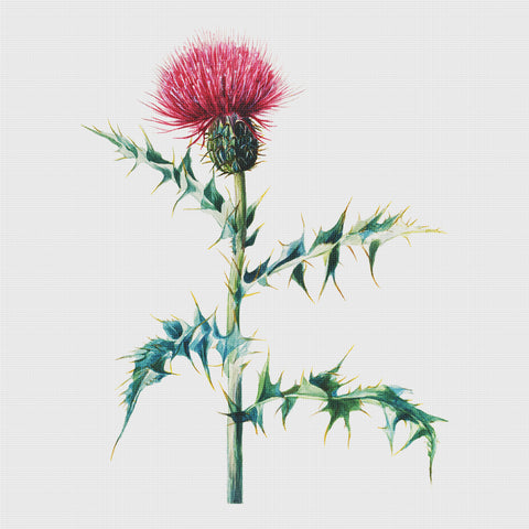 Wild Thistle Flowers Inspired by Mary Vaux Walcott Counted Cross Stitch Pattern