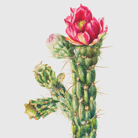 Walkingstick Cactus Flowers Inspired by Mary Vaux Walcott Counted Cross Stitch Pattern
