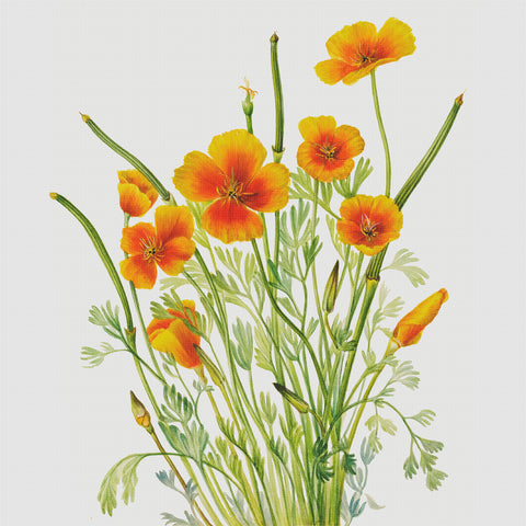 Mexican Poppy Flowers Inspired by Mary Vaux Walcott Counted Cross Stitch Pattern