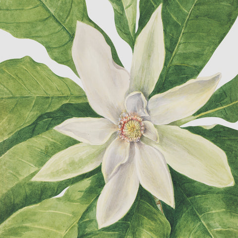 Umbrella Flower-Magnolia tripetala Detail Inspired by Mary Vaux Walcott Counted Cross Stitch Pattern