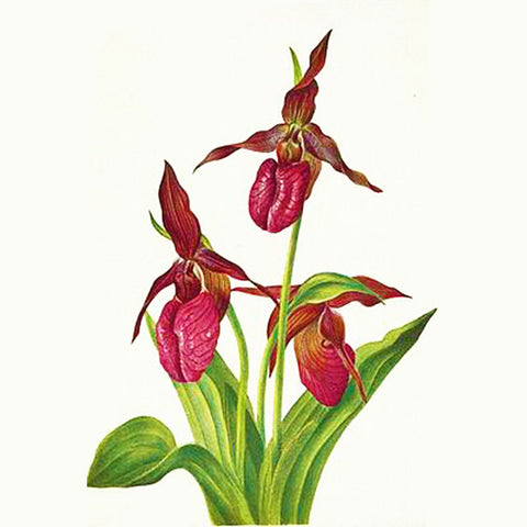 Lady Slipper Orchid Flowers Inspired by Mary Vaux Walcott Counted Cross Stitch Pattern DIGITAL DOWNLOAD