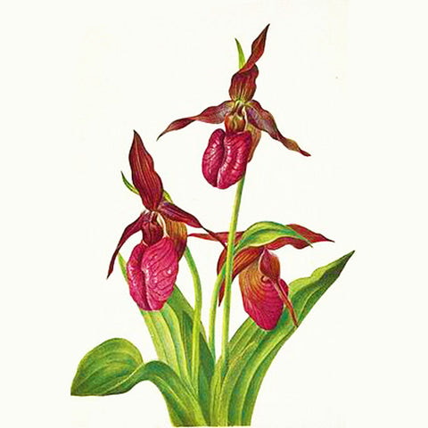 Lady Slipper Orchid Flowers Inspired by Mary Vaux Walcott Counted Cross Stitch Pattern