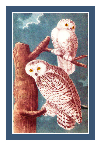 Pair of Snowy Owls Bird Illustration by John James Audubon Counted Cross Stitch Pattern