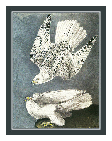 White Gyr Falcons Bird Illustration by John James Audubon Counted Cross Stitch Pattern