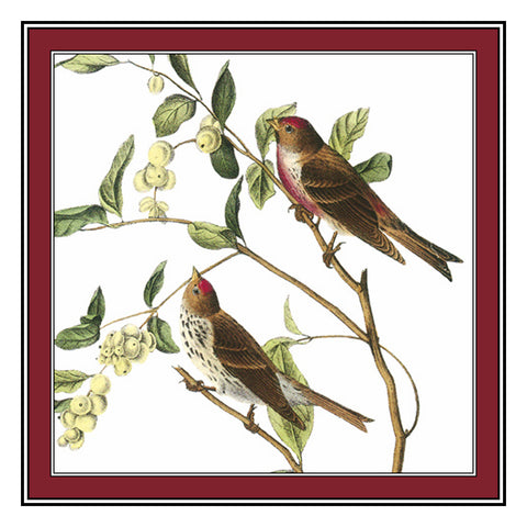 Common Redpolls Bird Illustration by John James Audubon Counted Cross Stitch Pattern