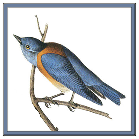 Bluebird Bird Illustration by John James Audubon Counted Cross Stitch Pattern