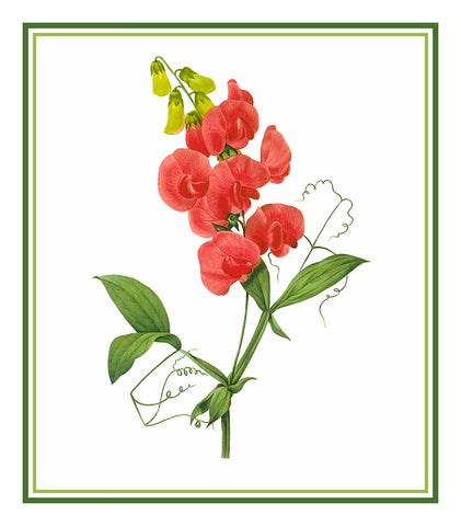 Sweet Pea Flower Inspired By Pierre-Joseph Redoute Counted Cross Stitch Pattern