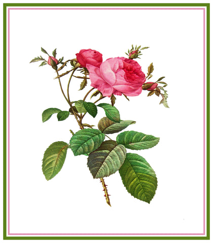 Pink Provence Rose Flower Inspired by Pierre-Joseph Redoute Counted Cross Stitch Pattern