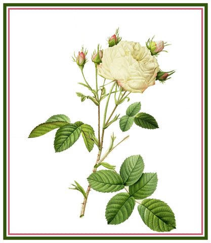 White Provence Rose Flower Inspired by Pierre-Joseph Redoute Counted Cross Stitch Pattern