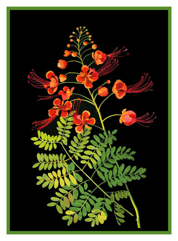 Pride of Barbados Peacock Flowers by Mary Delany Counted Cross Stitch  Pattern