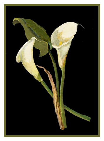 Calla Lily Flowers by Mary Delany Counted Cross Stitch  Pattern
