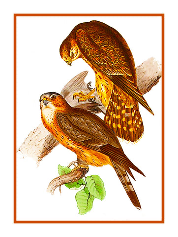 Merlin Falcon Naturalist by John Gould of Birds Counted Cross Stitch Pattern