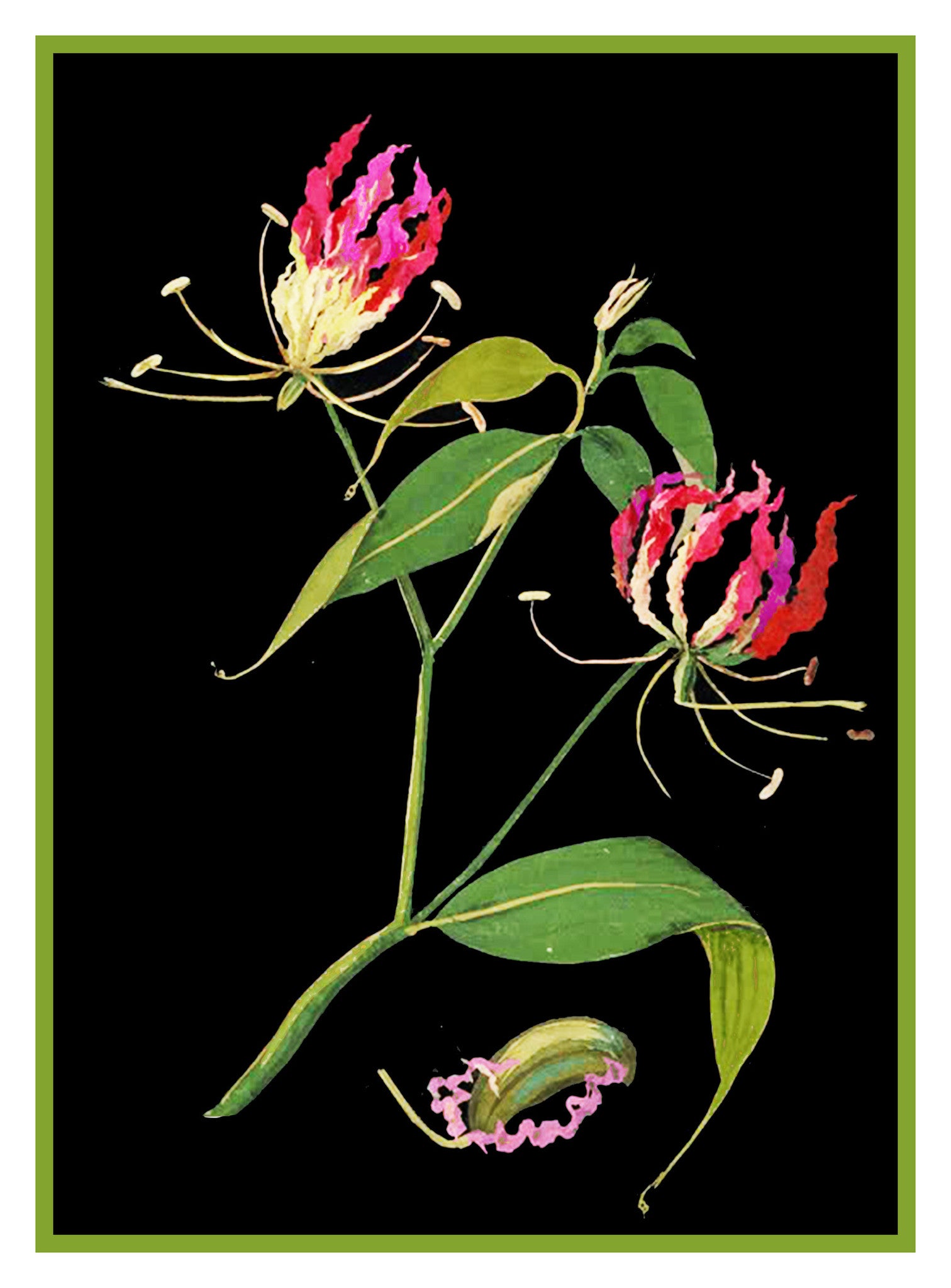 lily flower cross stitch pattern Flame Lily Flowers by Mary Delany Counted Cross Stitch Pattern