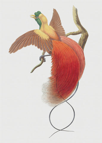 Red Bird of Paradise by Naturalist John Gould of Birds Counted Cross Stitch Pattern