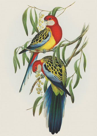Rosehill Parakeet by Naturalist John Gould of Birds Counted Cross Stitch Pattern DIGITAL DOWNLOAD