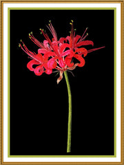 [product_title] - Orenco Originals LLC Counted Cross Stitch