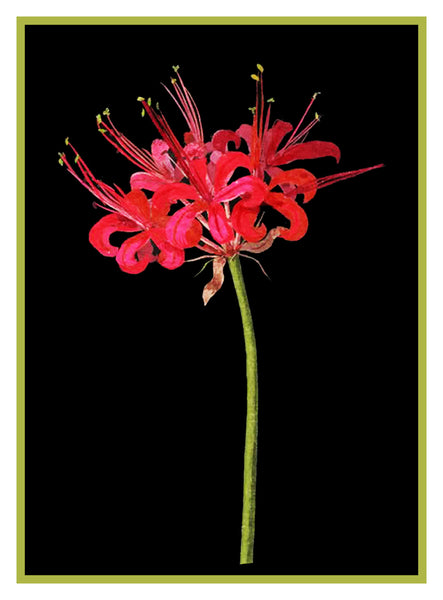 guernsey lily flower Guernsey Lily Flower by Mary Delany Counted Cross Stitch Pattern