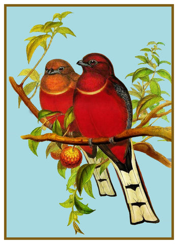 Red Headed Lovebirds Trogon by Naturalist John Gould of Birds Counted Cross Stitch Pattern