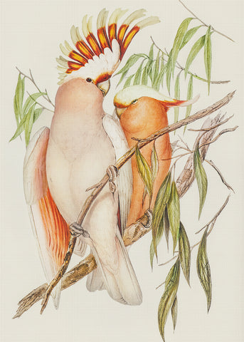 Leadbeater's Cockatoo by Naturalist John Gould of Birds Counted Cross Stitch Pattern