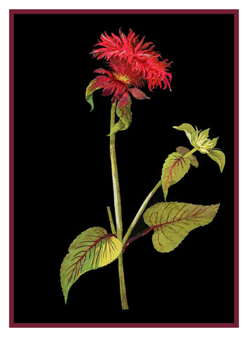 Red Bee Balm Flower by Mary Delany Counted Cross Stitch Pattern