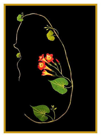 Scarlet Morning Glory Vine Flowers by Mary Delany Counted Cross Stitch Pattern
