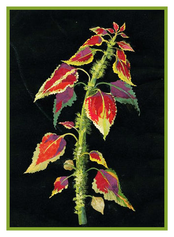 Coleus Plant Plectranthus by Mary Delany Counted Cross Stitch  Pattern