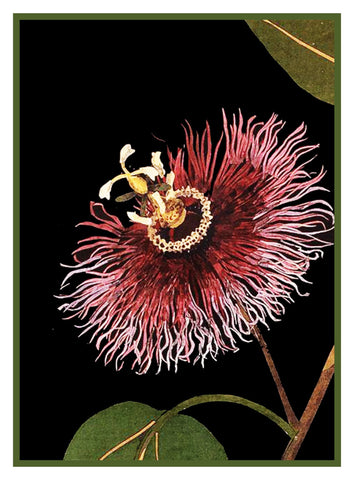 Passion Flower detail # 1 by Mary Delany Counted Cross Stitch Pattern DIGITAL DOWNLOAD