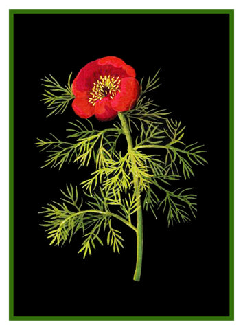 Fine Leaved Red Poppy Flower by Mary Delany Counted Cross Stitch  Pattern