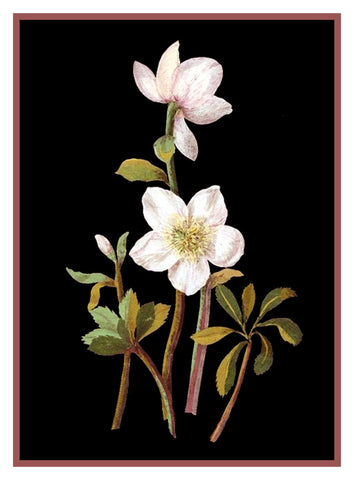 Lenten Rose Flowers Helleborus by Mary Delany Counted Cross Stitch Pattern DIGITAL DOWNLOAD