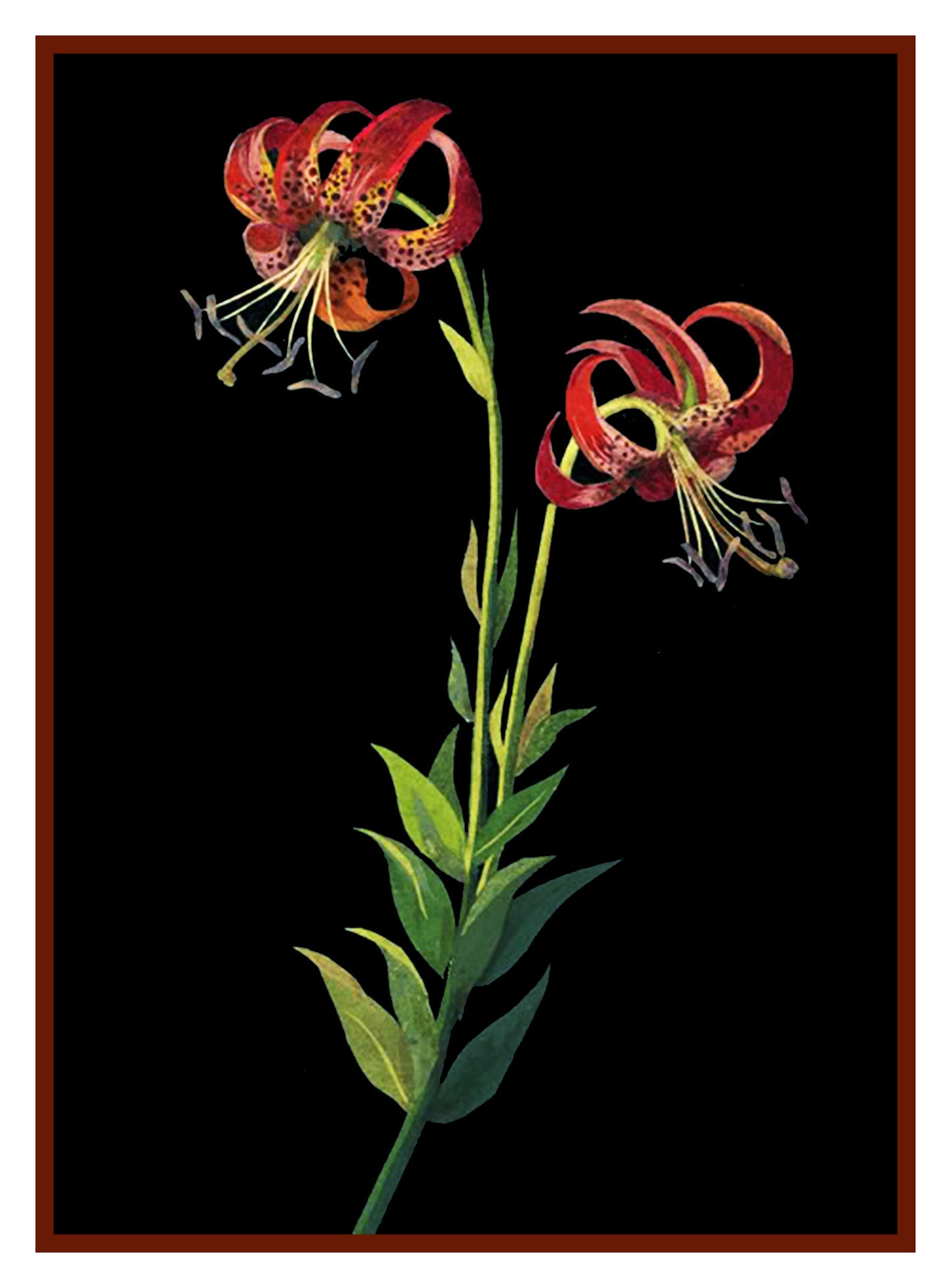 768 tiger lily trail Tiger Lily Flowers by Mary Delany Counted Cross Stitch Pattern