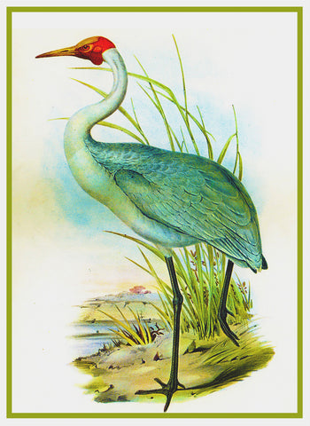 Australian Crane Heron by Naturalist John Gould of Birds Counted Cross Stitch Pattern